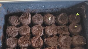 Starting a Mind Garden